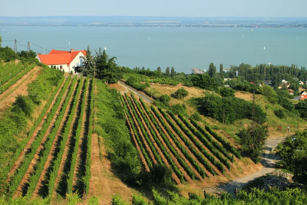 Badacsony - Balaton — Fotografia de Stock