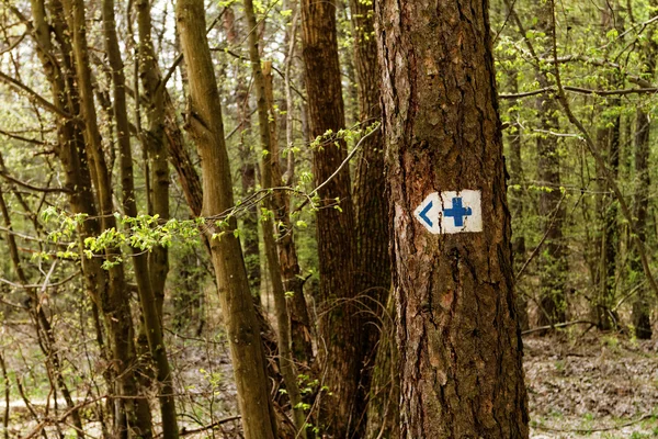 Big forest — Stock Photo, Image