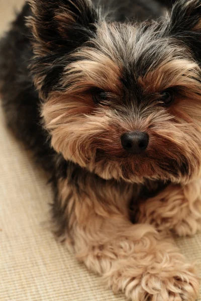 Yorkshire terrier — Stock Fotó