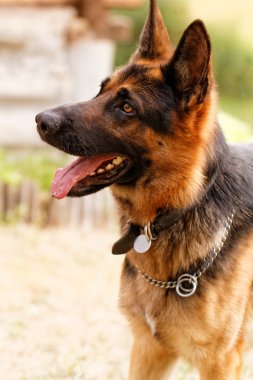 Alman çoban köpeği.