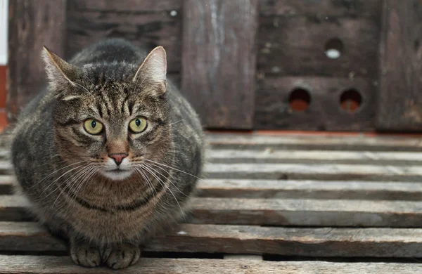 Grå katt — Stockfoto