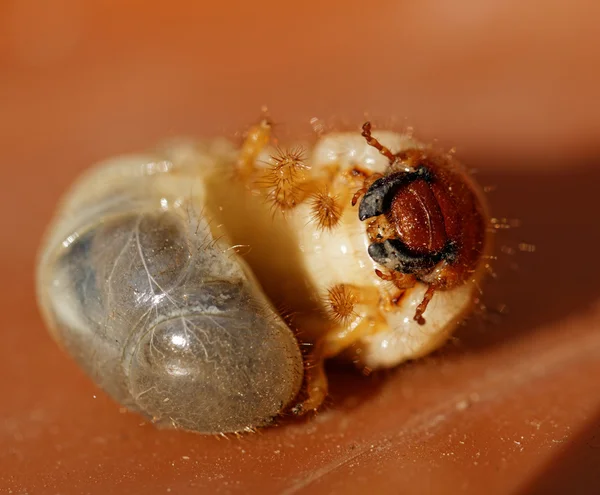 May beetle larvae — Stock Photo, Image