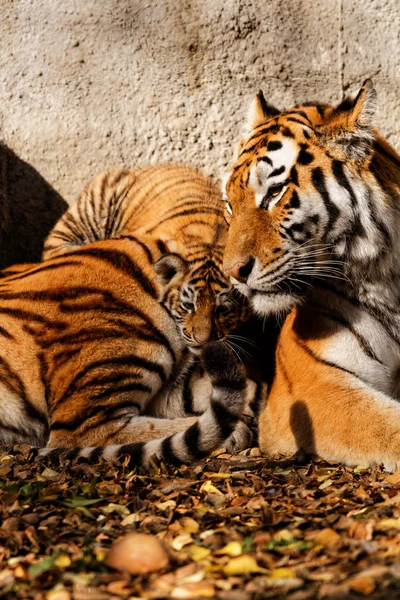 Maman tigre — Photo