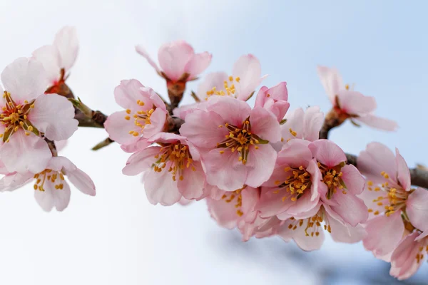Tree flowering — Stock Photo, Image