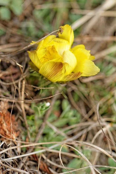 Fleur jaune — Photo