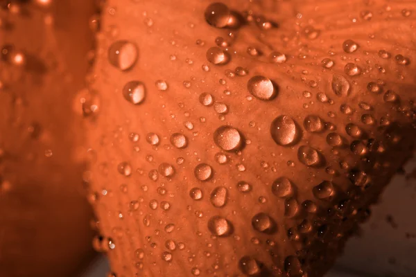 Wassertropfen — Stockfoto