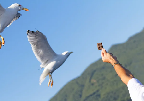 Flying seagull — Stock Photo, Image