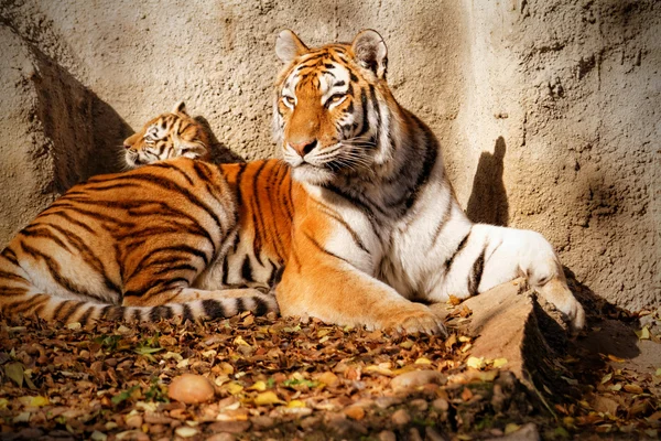 Tygří máma — Stock fotografie