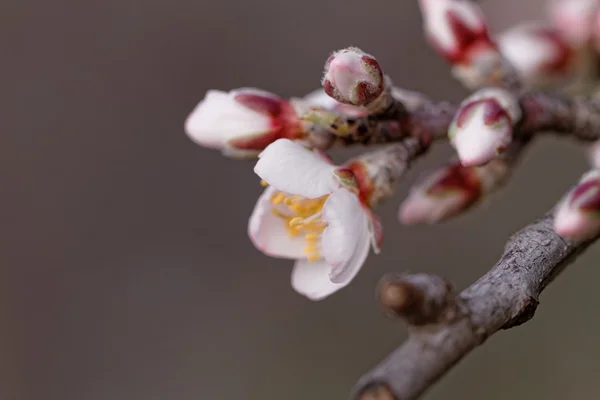 树开花 — 图库照片