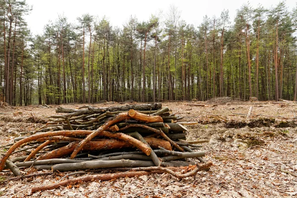 Abholzungsort — Stockfoto