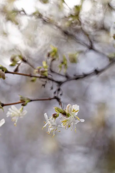 Árvore de floração na primavera — Fotografia de Stock