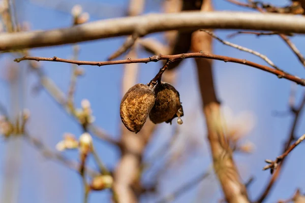 Árbol en primavera —  Fotos de Stock