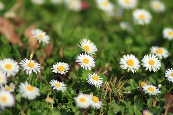 Fiori bianchi — Foto Stock