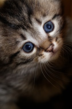 şirin kedi yavrusu