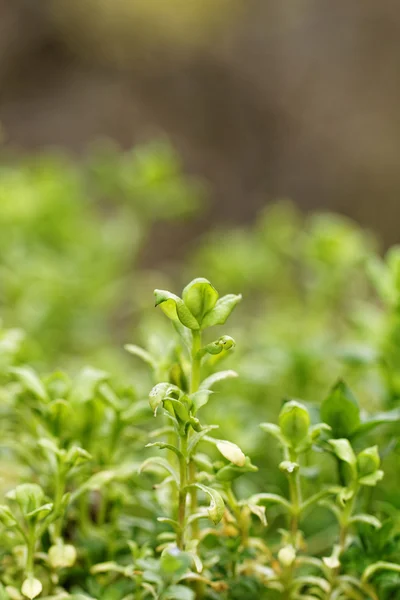 Planta verde — Foto de Stock