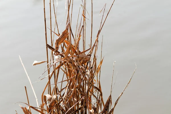 Brown reeds — Stock Photo, Image