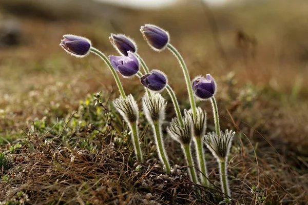 Anémone violette — Photo