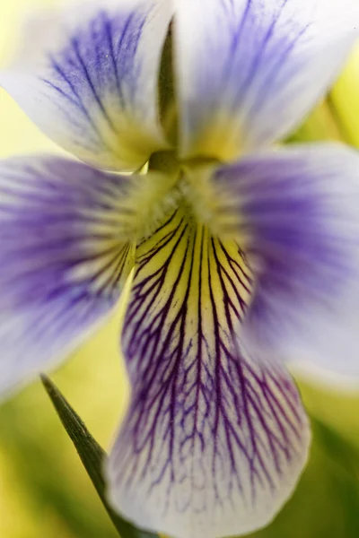 カラフルな花 — ストック写真