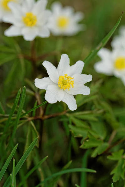 Bellissimo fiore — Foto Stock