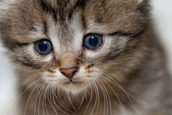 Leuk Katje — Stockfoto