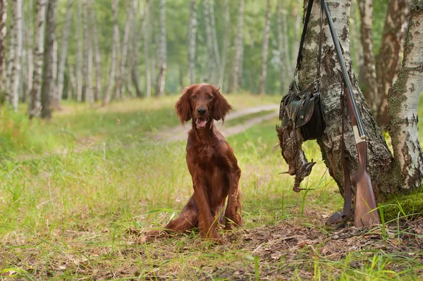 Hunting dog near to shotgun and trophy, outdoors