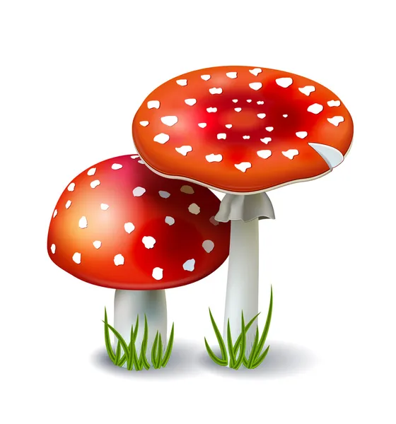 imagen de un hongo animado imagen de un hongo animado