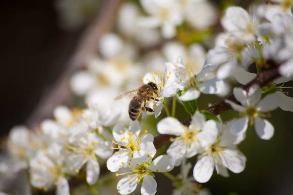 Een wesp en een appelboom — Stockfoto