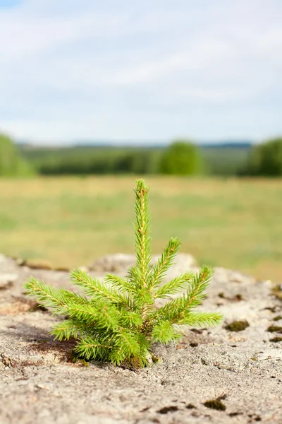 Fir tree on the rock — Stock Photo, Image