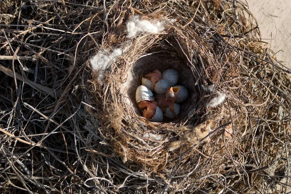 Junge Nestlinge — Stockfoto