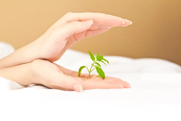 Manos femeninas sosteniendo y protegiendo una pequeña planta — Foto de Stock