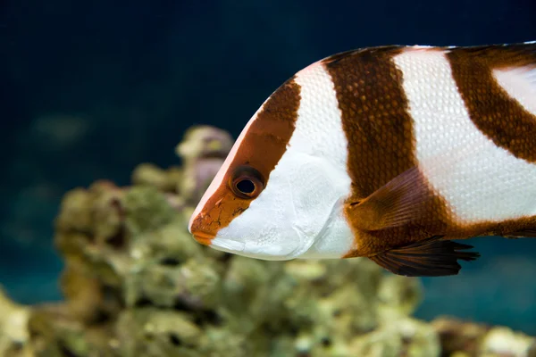 Άσπρος-παρακολουθημένου damselfish (dascyllus aruanus) — Φωτογραφία Αρχείου