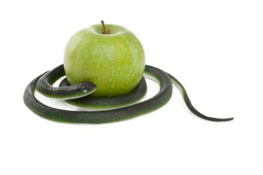 Snake coiling around a green apple