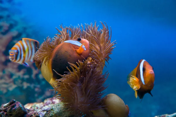Clownfish in aquarium — Stock Photo, Image