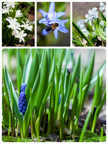 Collage of flowers — Stock Image Collage of flowers Stock Photo