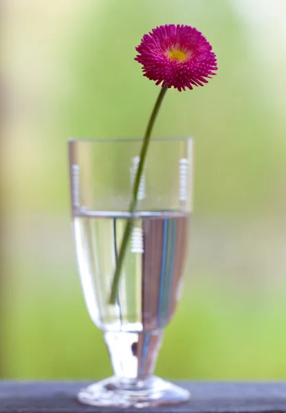 Foto de marguerite en vidrio (enfoque en la flor ) —  Fotos de Stock