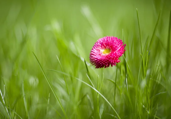 Photo of marguerite with green grass — Stock Photo, Image