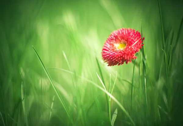 Image de marguerite à l'herbe verte (mise au point sur la fleur) ) — Photo