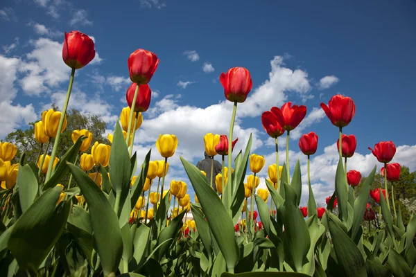 Tulips — Stock Photo, Image