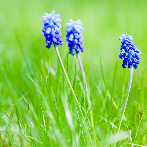 Picture of muscari with green grass — Stock Photo, Image