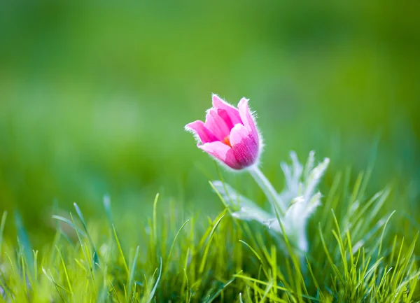 Photo of snowdrop against green grass — Stock Photo, Image