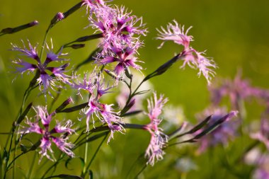 Knapweed