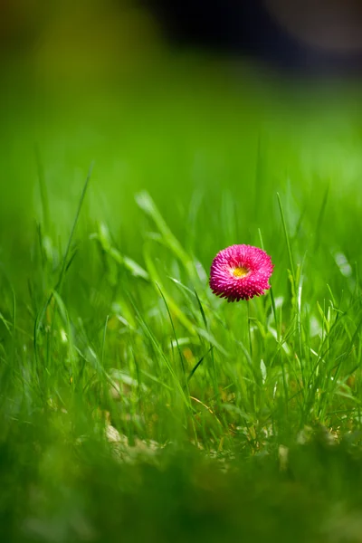 Foto de marguerite com grama verde — Fotografia de Stock