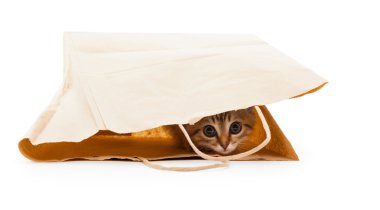 Kameraya bakarak cebinde oturan kedi