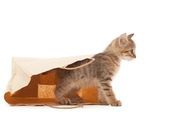 Hermoso gatito jugando con papel — Foto de Stock