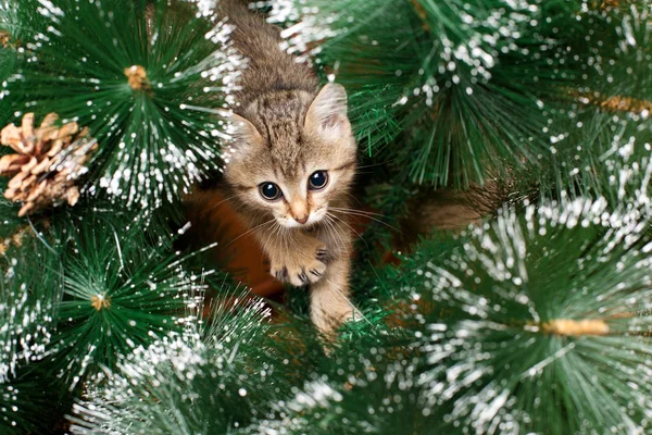 Beautiful kitten with fir tree — Stock Photo, Image