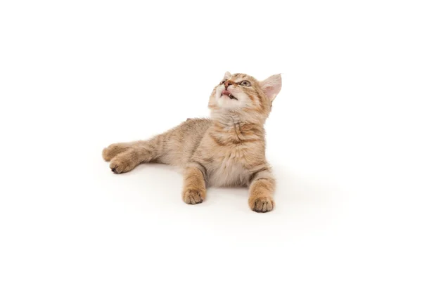 Kitten lying on white isolated — Stock Photo, Image