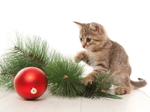 Kattunge med en nyår boll — Stockfoto