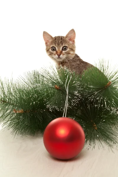 Gatinho com uma bola de ano novo — Fotografia de Stock