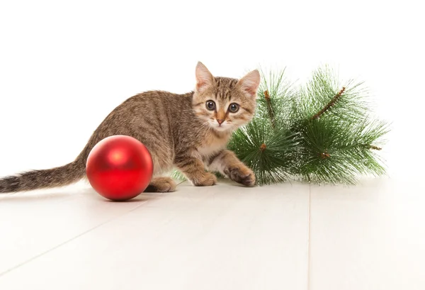 Kattunge med en nyår boll — Stockfoto