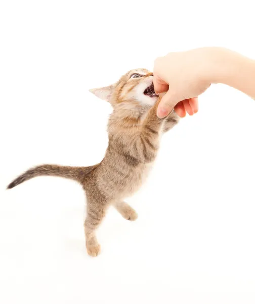 Gato jugando — Foto de Stock